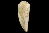 Serrated, Raptor Tooth - Real Dinosaur Tooth #124882-1